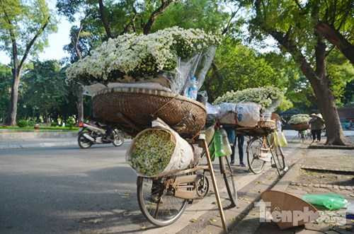 Cúc họa mi thường được trồng nhiều tại khu vực Nhật Tân và Tây Tựu (Hà Nội).