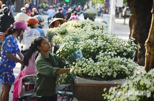 Giá của mỗi bó cúc họa mi dao động từ 30-40 nghìn đồng/bó.