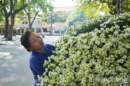 Thông thường mùa cúc họa mi chỉ kéo dài trong vòng 2 tuần.