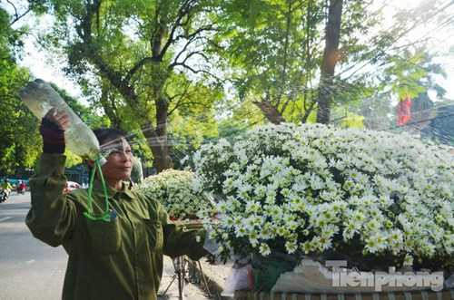 Để giữ cho hoa cúc họa mi được tươi lâu, người bán phải thường xuyên phun nước vào hoa.