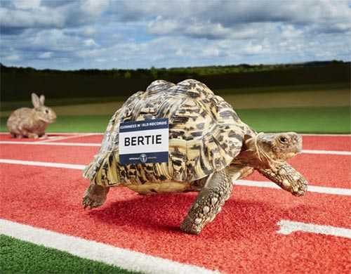 Những con vật kỳ quặc lập kỷ lục Guinness