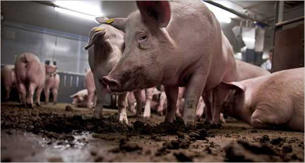 Đọc xong bài này, bạn sẽ chẳng còn 'sính' thịt nhập từ Mỹ