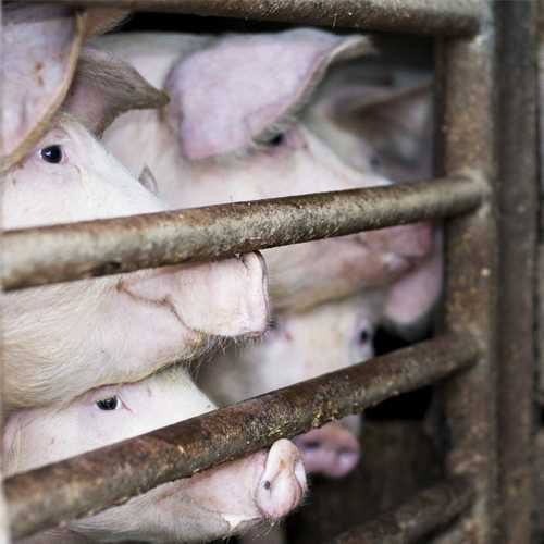 Đọc xong bài này, bạn sẽ chẳng còn 'sính' thịt nhập từ Mỹ