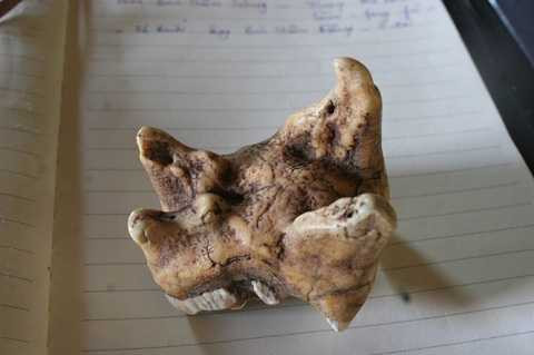 Răng lợn lòi Răng lợn lòi