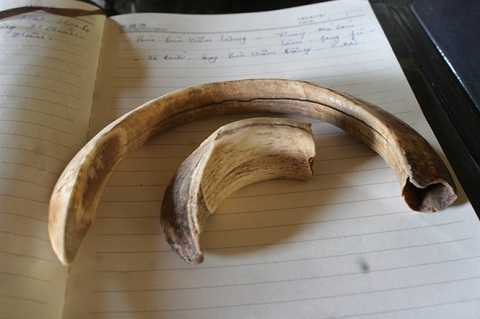 Bộ răng lợn lòi Bộ răng lợn lòi