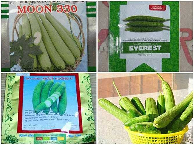 Đầu tiên, bạn hãy chọn mua hạt giống mướp hương tại các cửa hàng hạt giống rau, cây cảnh trên đường Hoàng Hoa Thám, Nguyễn Trãi, Nguyễn Xiển (Hà Nội). Giá mỗi gói dao động từ 10.000 - 12.000 đồng. 