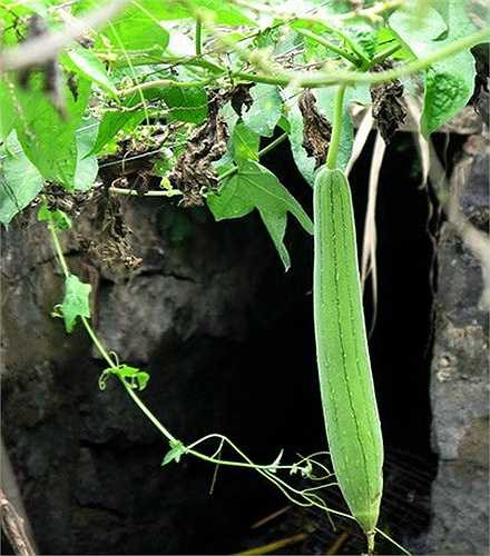 Để chăm sóc mướp hương ra nhiều quả, bạn nên phun bổ sung các loại phân hữu cơ sinh học định kỳ 7-10 ngày/ lần. Ngoài ra, đừng quên vun gốc cho cây và đổ thêm các loại mùn, trấu, phân giun để mướp phát triển tốt.