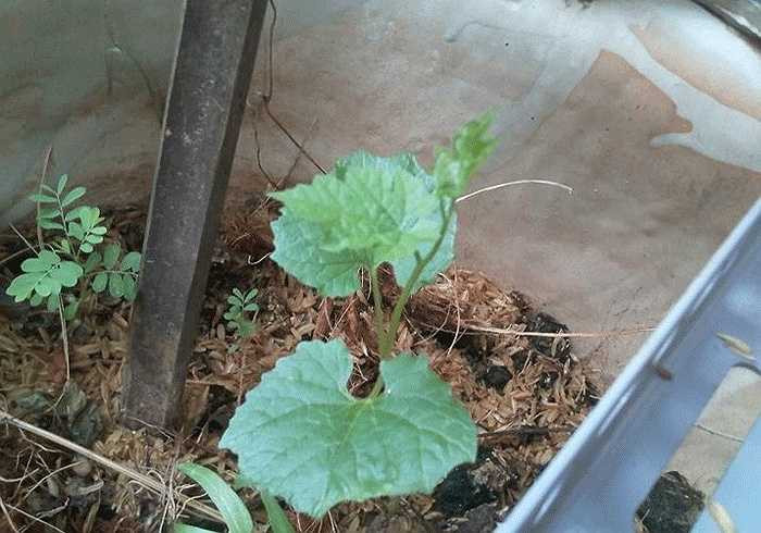 Bước 2: Trong khi chờ hạt được ngâm nước và khăn ẩm, bạn có thể chuẩn bị đất trồng. Bạn mua đất Fusa hoặc Tribat (ở các cửa hàng bán hạt giống) hoặc trộn hỗn hợp đất phù sa và phân trùn quế (tỷ lệ 50 - 50), thêm chút vỏ trấu để gieo hạt, 