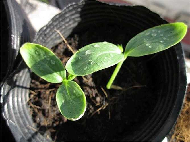 Bạn nên chọn ngày nắng ấm gieo hạt, hạt chóng mọc. Khi hạt chưa mọc, thỉnh thoảng tưới nước nhẹ, nếu đất khô. Bạn có thể đặt chậu cây giống ở nơi thoáng, có ánh sáng nhẹ. 