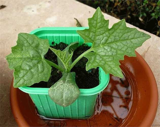 Bước 4: Khi cây lớn và có từ 3 lá non trở lên, bạn hãy tách cây ra khỏi hộp trồng và chuyển sang hộp lớn hơn. Khoảng cách các cây trong hộp từ 0.8 - 1m. 