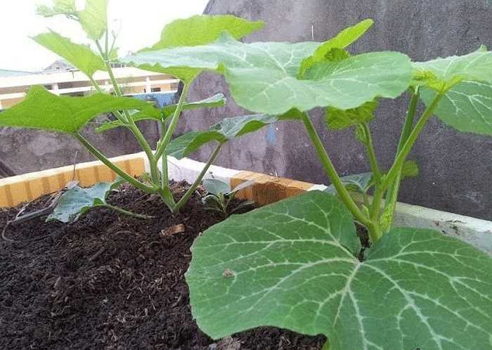 Tận dụng hộp xốp cho vườn nhà phố chật chội để trồng mướp hương. 