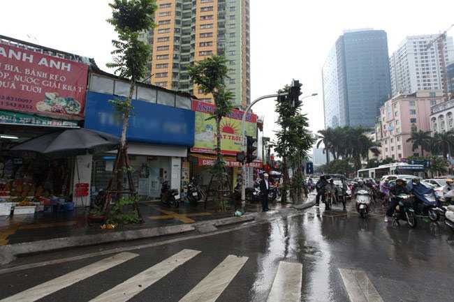 Những cây mới được thay thế trên đường Nguyễn Chí Thanh xanh ngắt một màu bởi bầu, bí, mướp... bao quanh.