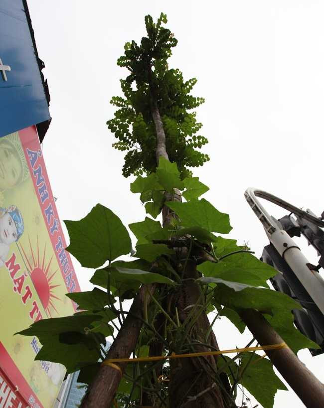 Những người dân ở đây cho biết, họ trồng rau ở đây từ 2 tháng nay