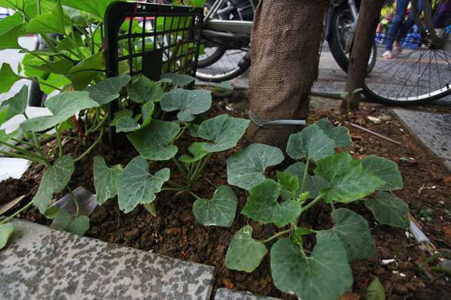 Rau được trồng quanh gốc cây đô thị...
