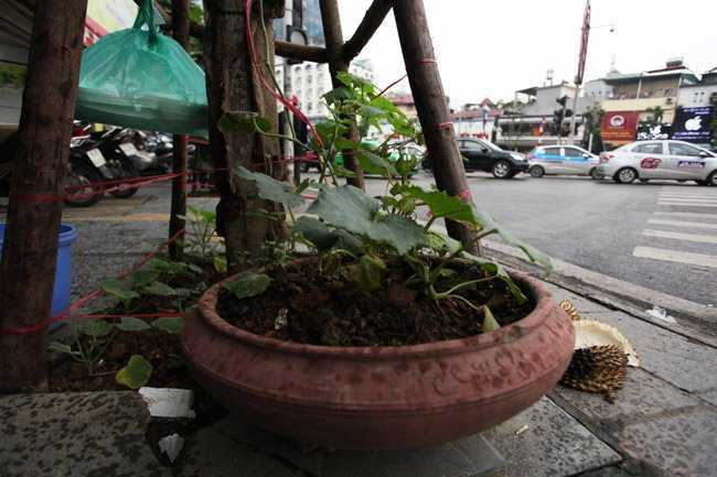 Người dân còn dùng cả chậu sành trồng rau, bắt dây cho rau leo lên cây bóng mát