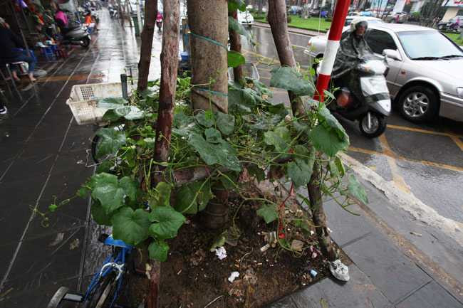 Giàn mướp phủ kín gốc cây