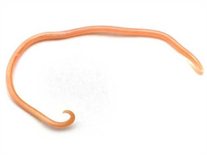 Kí sinh trùng ảnh hưởng đến cơ thể như thế nào? giun có thể gây thiếu máu, suy dinh dưỡng và giảm hấp thu thức ăn trong máu. Ký sinh trùng đường ruột ngăn chặn sự hấp thụ thức ăn mà chúng ta ăn vào máu. Điều này gây ra suy dinh dưỡng và sức khỏe kém. Ngoài ra nó còn làm tắc ruột, có thể gây chảy máu do kí sinh trùng.