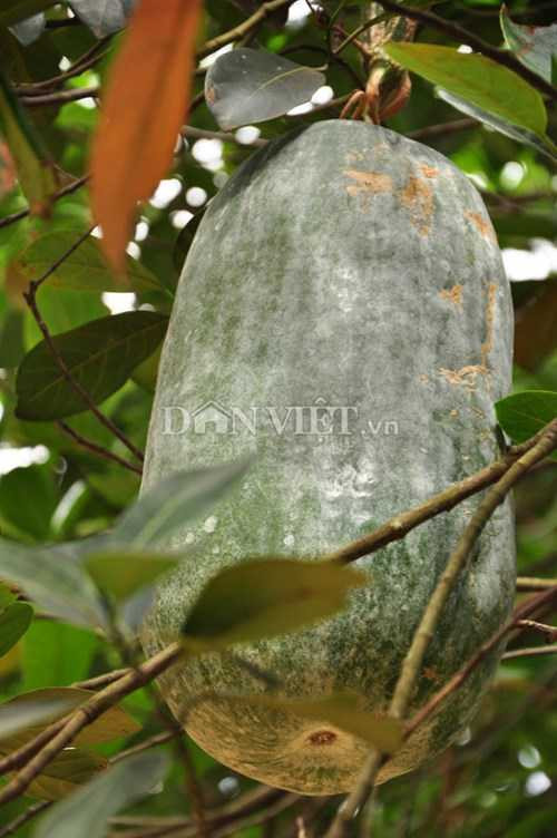 Giống bí lạ khổng lồ cho quả nặng trên dưới 10kg