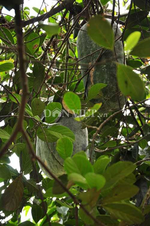 Lạ kỳ giống bí khổng lồ nặng hàng chục kg của người Mường