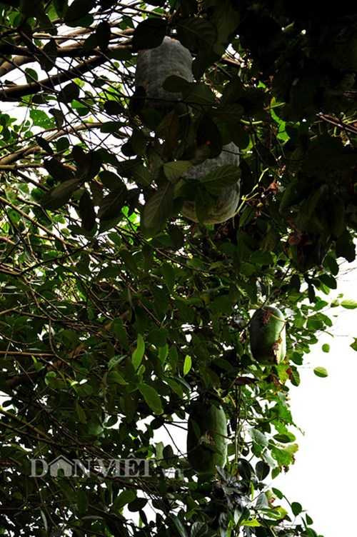 Các quả bí ra sai nặng trĩu các cây bóng mát. “Dù quả rất to, dài nhưng núm rất dai, chắc không bao giờ đứt được đâu” – anh Phái chia sẻ.