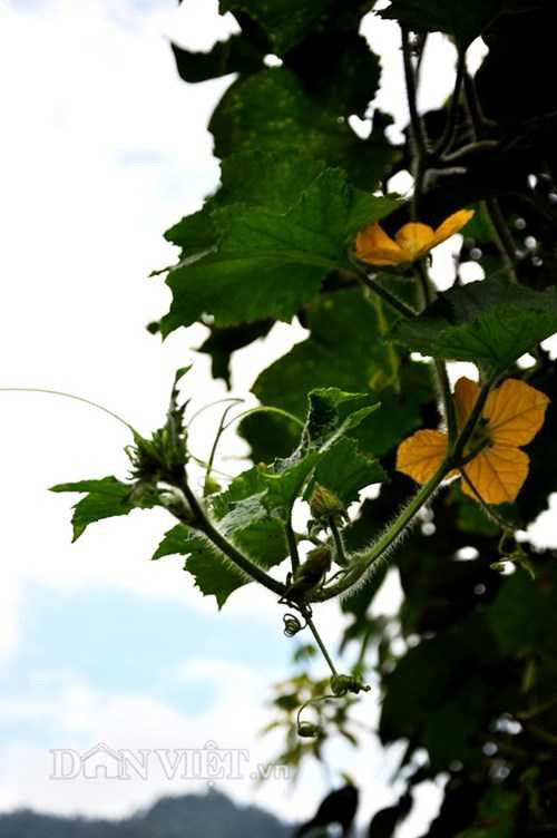  Các phần như dây, ngọn, hoa bí rất giống với giống bí thường.