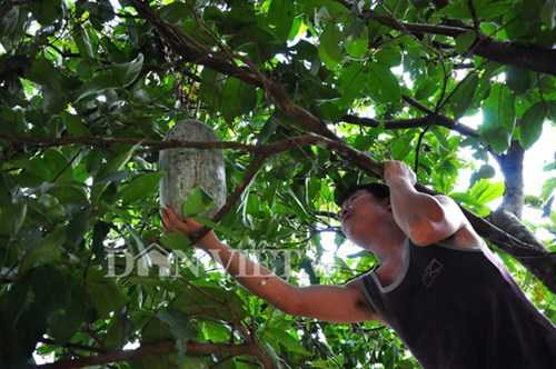 Lạ kỳ giống bí khổng lồ nặng hàng chục kg của người Mường