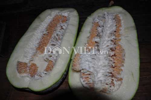 Lạ kỳ giống bí khổng lồ nặng hàng chục kg của người Mường