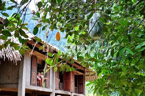 Các dây bí khổng lồ leo cây bóng mát thả quả xuống bên mái nhà sàn người Mường nhìn rất đẹp mắt.