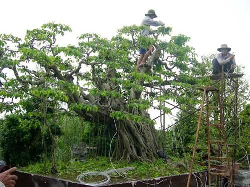 Những cây cảnh trị giá tiền tỷ của giới đại gia kiểng cổ Việt Nam