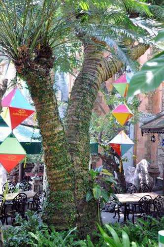 Cây thiên tuế 600 tuổi trong khu nhà cổ của ông Lê Bá Huy