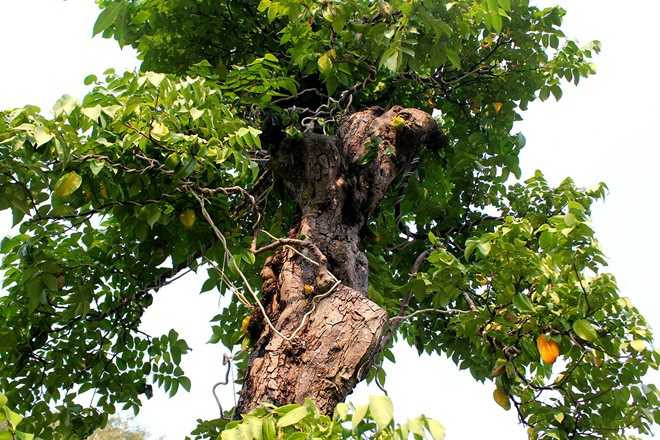 Cây khế 300 tuổi của nghệ nhân Ba Hùng