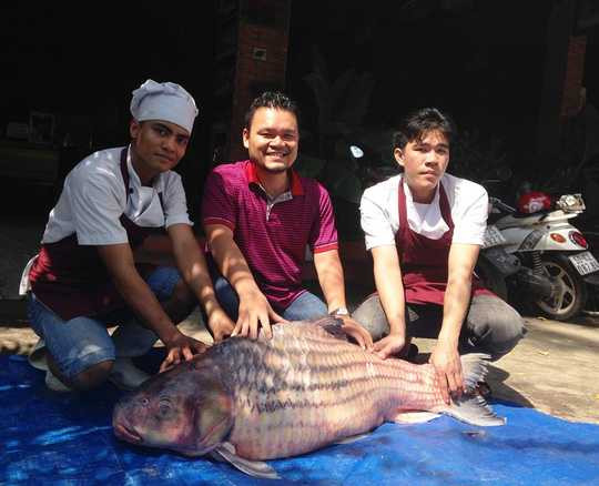 Cá trà sóc trọng lượng 60kg được thương lái bán tại TP HCM.