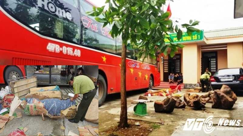 Số lượng lớn gỗ gúy vận chuyển bằng xe khách bị lực lượng CSGT phát hiện.