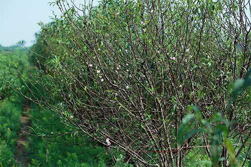 Thời tiết nắng ấm, một số gốc đào tại làng Nhật Tân (Tây Hồ) nở hoa sớm.