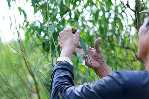 Nếu thời tiết nắng ấm kéo dài, người làng Nhật Tân có thể lại thêm một năm mất mùa.