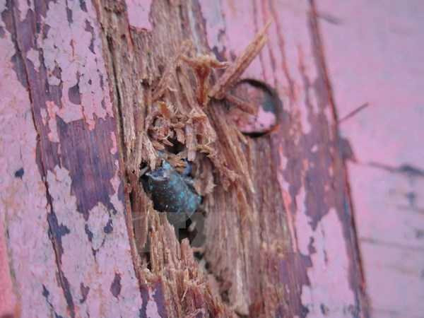 Thân tàu QNg 95861 TS bị thủng do đạn bắn - Ảnh: TTXVN