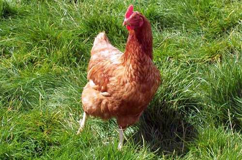 Theo bạn, lòng đỏ trứng gà nào tốt hơn?