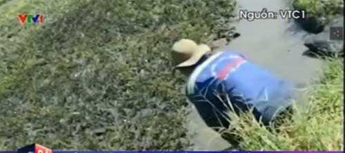 Rau muống tưới nhớt thải. Rau muống tưới nhớt thải.