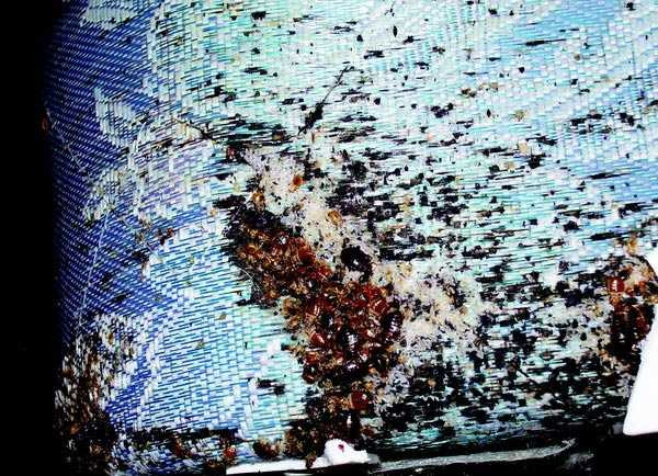 Cả đêm bạn ngủ với 10 triệu sinh vật lúc nhúc đầy giường mà không biết