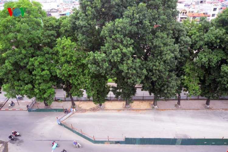 Theo BQL dự án, số cây xanh trên buộc phải chặt hạ bởi phạm vi cây xanh nằm trong chỉ giới đường đỏ của công trình.