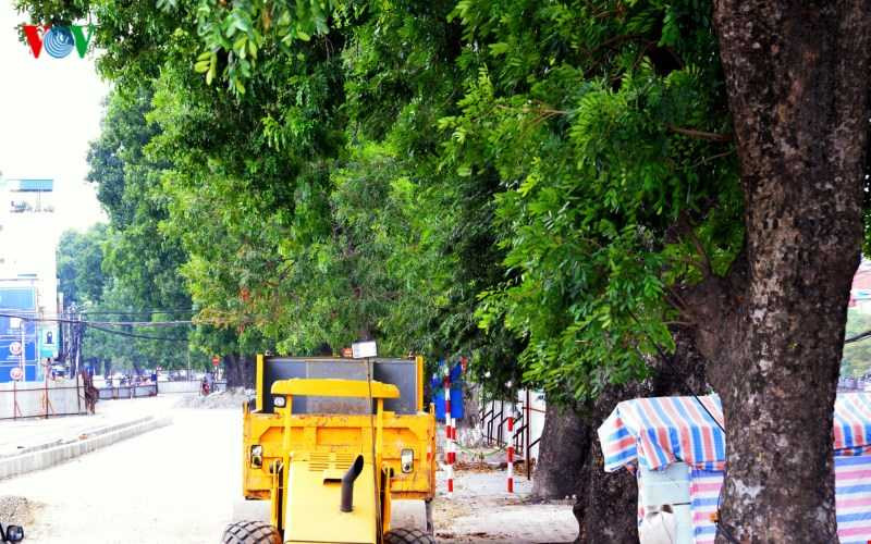 Nhiều người dân xung quanh tiếc nuối, lá phổi thành phố lại bị thủng thêm một lỗ.