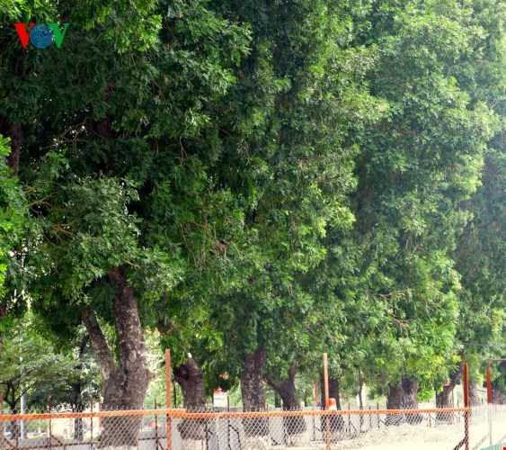 Hình ảnh cuối cùng hàng xà cừ cổ thụ tuyệt đẹp trên đường Láng