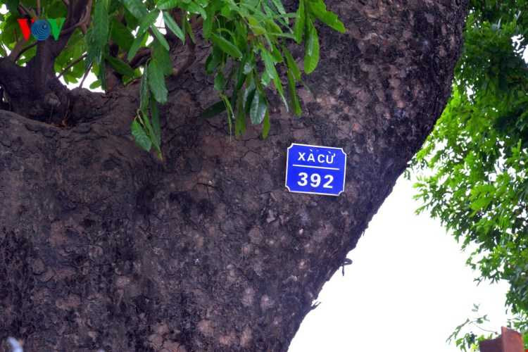 Cụ thể, gần 30 gốc xà cừ lâu năm sẽ bị đốn hạ trong thời gian tới...