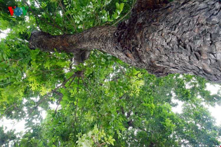 Đây đều là những cây xà cừ có tán lá tương đối rộng cho bóng mát, tạo mỹ quan đô thị.