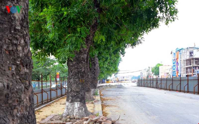 Hiện tại khu vực này đã được quây rào sắt 4 xung quanh để đội thi công có thể chặt hạ cây an toàn.