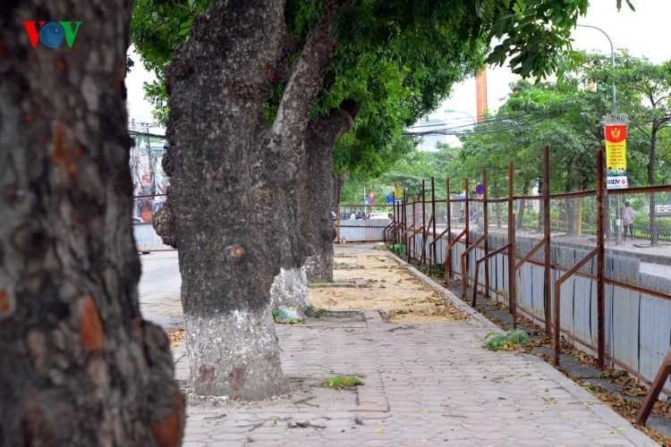 Hình ảnh cuối cùng hàng xà cừ cổ thụ tuyệt đẹp trên đường Láng