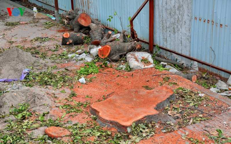 Một số gốc đã được đốn hạ, màu và mùi gỗ vẫn còn rất mới.