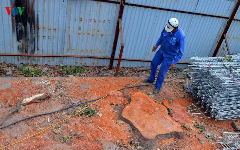 Một công nhân công trình cho hay, việc những cây xà cừ hàng chục năm tuổi bị chặt hạ là điều vô cùng đáng tiếc nhưng bất khả kháng vì ảnh hưởng đến an toàn công trình.