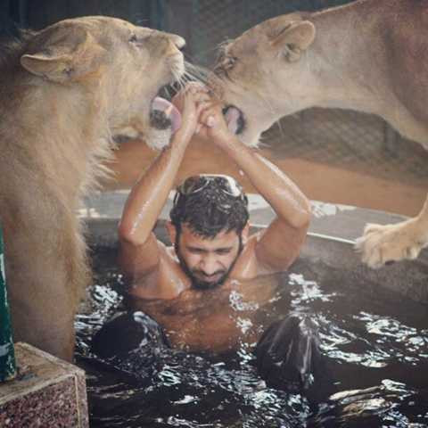 Humaid Albuqiash – một công tử sống tại Các Tiểu vương quốc Ả Rập thống nhất đang tắm cùng những chú sư tử của mình.
