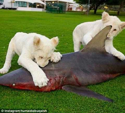 Sư tử trắng quý hiếm chỉ ăn các loại cá mập tươi